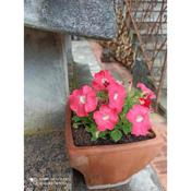 Bed & Breakfast Le cicale e la formica