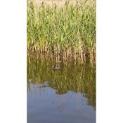 Domek Pralinka nad jeziorem -